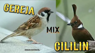 gereja mix cililin cocok buat masteran