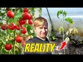 Why Your Tomatoes Haven t Grown This Year