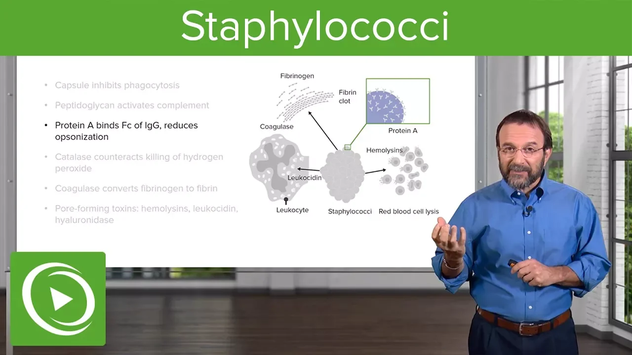 Outline Video Staphylococci – Microbiology | Lecturio