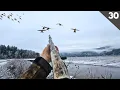 Download Lagu TINY Warm Water CREEK Duck Hunting | Best Decoying MALLARDS Of The Season