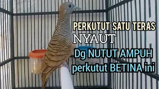 Download Mana ada perkutut DIAM Mendengar Perkutut Betina memanggil jantan NUTUT SUARA AMPUH ini ❗ MP3