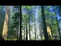 Carbon Based Lifeforms - Photosynthesis