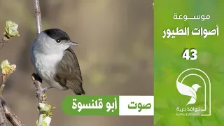 صوت ابو قلنسوة هازجة مقلنسة اسود راس Eurasian Blackcap Sound 