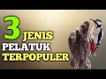 Download Lagu Jenis Jenis Burung Pelatuk Paling Populer Di Indonesia