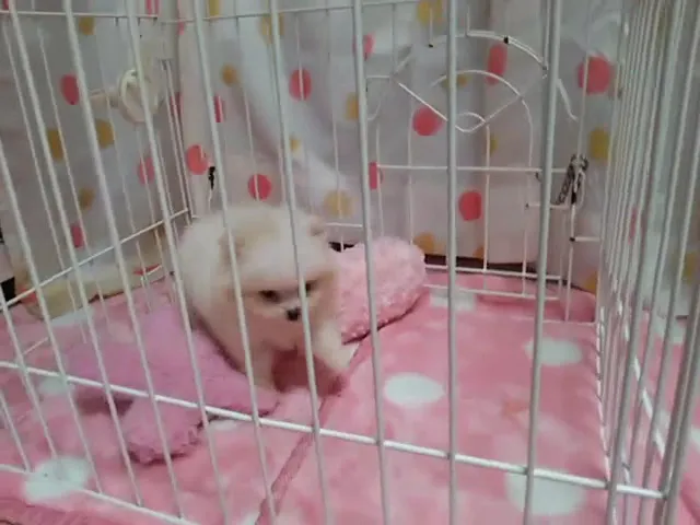 動画