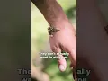 Why You Shouldn t Be Afraid Of Bees