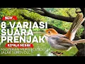 Download Lagu 8 Variasai Suara Prenjak Kepala Merah | Masteran Prenjak Untuk Murai, Cendet, Jalak Suren, Cucak Ijo