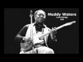 Download Lagu Muddy Waters - Live In Chicago 1979