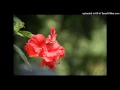 Anouar Brahem - The Astounding Eyes Of Rita