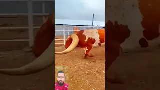 أكبر ثور في العالم 
