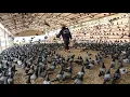 Download Lagu Millions of Pigeons Farming For Meat in China 🕊️ - Pigeon Meat Processing in Factory