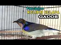 Download Lagu kolibri kelapa | wiceh | manggar | pancingan kolibri kelapa gacor