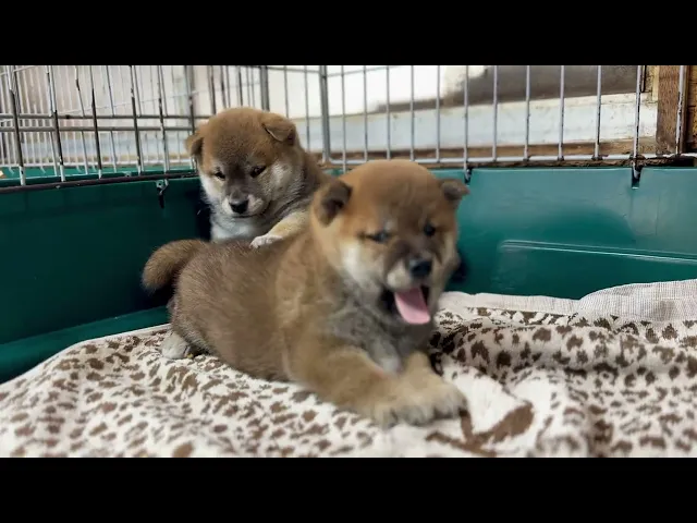 動画