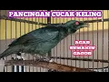 Download Lagu MASTERAN PANCINGAN CUCUK KELING CACOR TELER DENGAN TEMBAKAN PERLING KUMBANG SIMATA MERAH