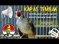 Download Lagu Masteran Suara Burung Kapas Tembak Gacor Pilihan Juri Senasional Durasi Panjang #kapastembak