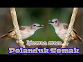 Lagu Suara kicau burung pelanduk semak.