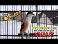 Lagu burung cendet gacor MATERI HANDAL untuk PANCINGAN CENDET AGAR BUNYI bikin BURUNG PENTET GACOR EMOSI