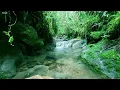 Download Lagu Magical Melodies of Nature, Birdsong, Peaceful Stream, Forest Sounds in the Morning