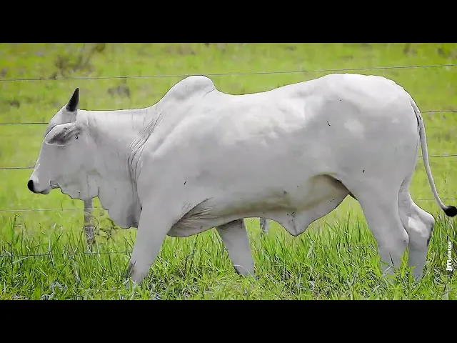 Novilha Nelore FBRA - 187