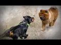 Chow Chows are More Aggressive than Rottweilers!