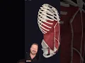 Deep Core Muscles