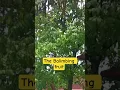 Download Lagu Sour fruit ,#balimbing #nature #sourfruits #tree