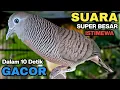 Download Lagu Perkutut Lokal GACOR Suara Kung Besar Pancingan Burung Perkutut Agar Bunyi.