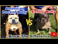 AMERICAN POCKET BULLY vs EXOTIC BULLY Know the difference
