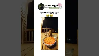 رد فعل السنجاب من الفلفل الحار             دندنها