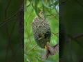 Download Lagu Nature Architec. #WeaveBird #BeautyNest #NatureArchitec#Shorts #FeedShorts#BirdLover