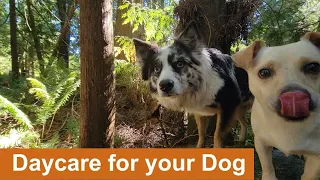 🐶🌲🐩🦃Daycare for your dog 🐶🌲🐩🦃  Keep your dog busy while you are away or entertained while you cuddle
