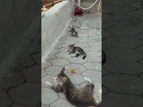 #animals Zaman Çok Çabuk Geçiyor Daha Geçen Yıl Annesi Minikti Artık Çocukları Var.