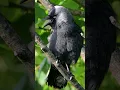 Download Lagu Suara burung - Panggilan burung gagak yang terus menerus #shorts