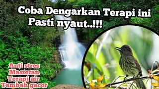 masteran paling ampuh anti stres terapi air siri siri