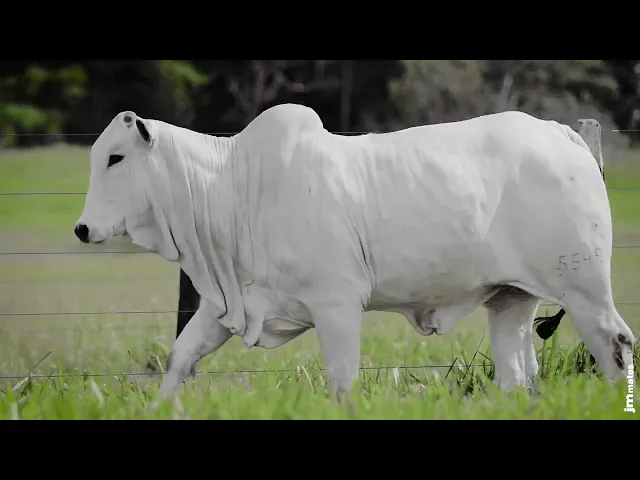 Novilha Nelore AFOM - 5549