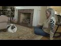 Download Lagu Patches the 40-pound cat gets adopted, goes on diet