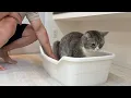 Download Lagu 検尿カップで猫のおしっこを取ろうとしたらまさかの事態になりましたw