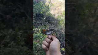 صيد عصفور ابو حن في سوريا على الدبق 