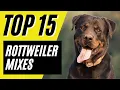 15 AWESOME Rottweiler Mixes - Dogs Mixed with Rottweilers Rottie Mixes