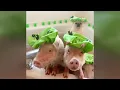 Cute Animals Funny Pets Adorable Compilation Best of Pinterest