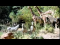 Download Lagu sound effects of animals in the jungle - efek suara hewan di hutan