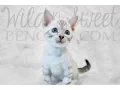 Wild N Sweet Thor