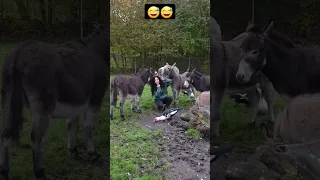 جنون البنات هههه كيف تتعامل مع الحمار Mybloopers بنات Shorts 