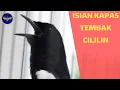 Download Lagu kacer isian kapas tembak + cililin