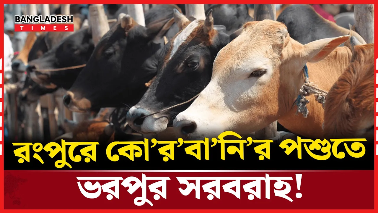 রংপুরে অতিরিক্ত প্রায় ৬ লাখ কোরবানির পশু