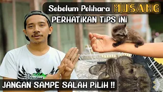 Download TIPS MEMILIH MUSANG YANG COCOK UNTUK PEMULA, IKUTI SARAN INI BIAR GAK SALAH PILIH MP3