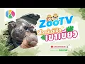 Download Lagu 🔴 LIVE ! หมูเด้ง Moo Deng | สวนสัตว์เปิดเขาเขียว | OnePlanet