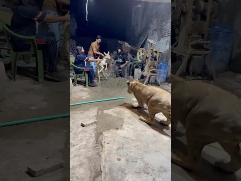 Baby deer want to eat lion😱❤️India😱#ytshorts #ytshortsindia #pets #petshorts #lion #deer #yt