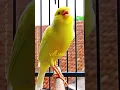 Download Lagu Canary Gacor isian mewah full durasi #kenari #birds #animals #canary #funnyanimals
