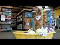 Feed Dealers in Visalia CA details at YellowPages com